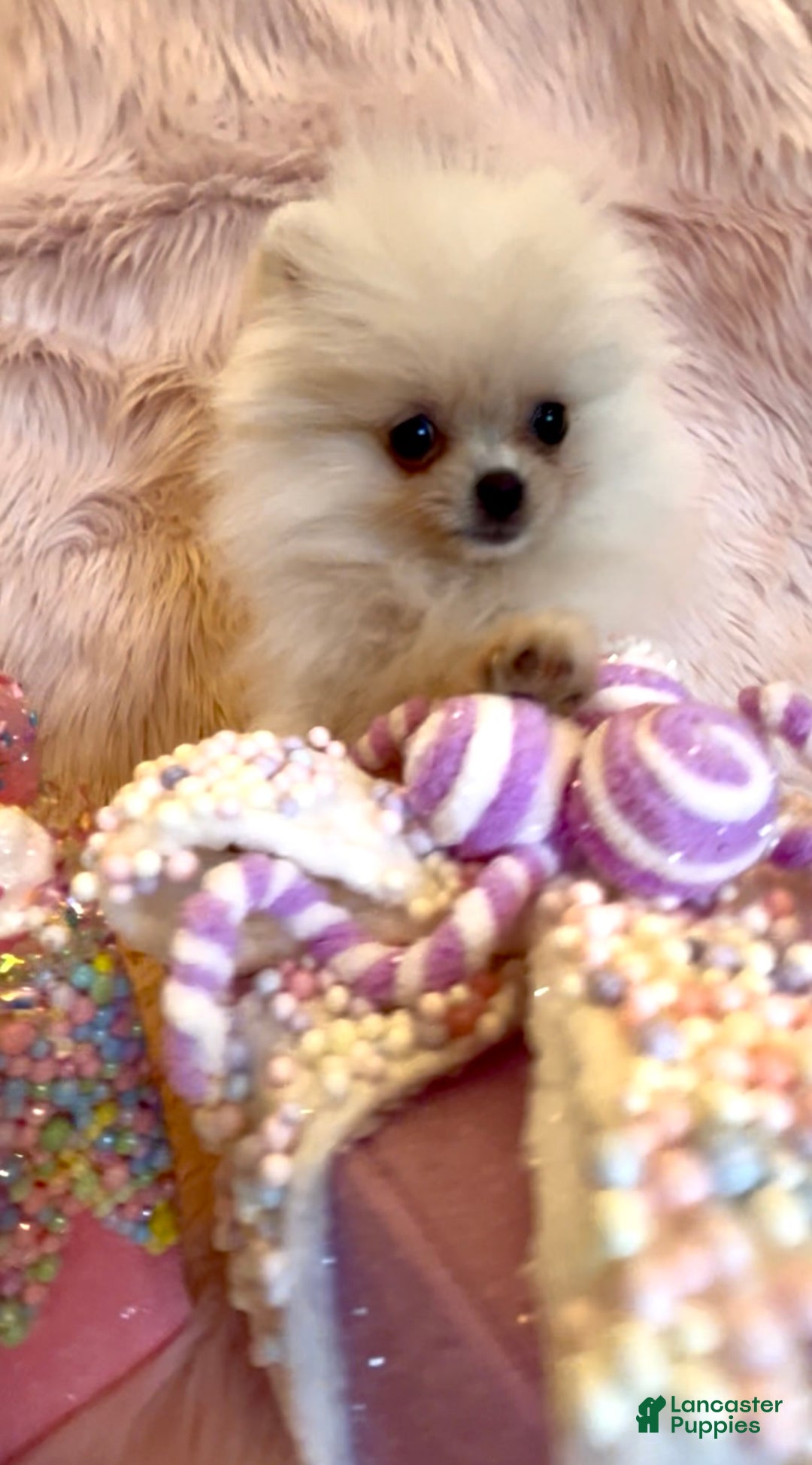 Pomeranian dogs for sale: Lynette AKC Registered full rights  - Ad 29