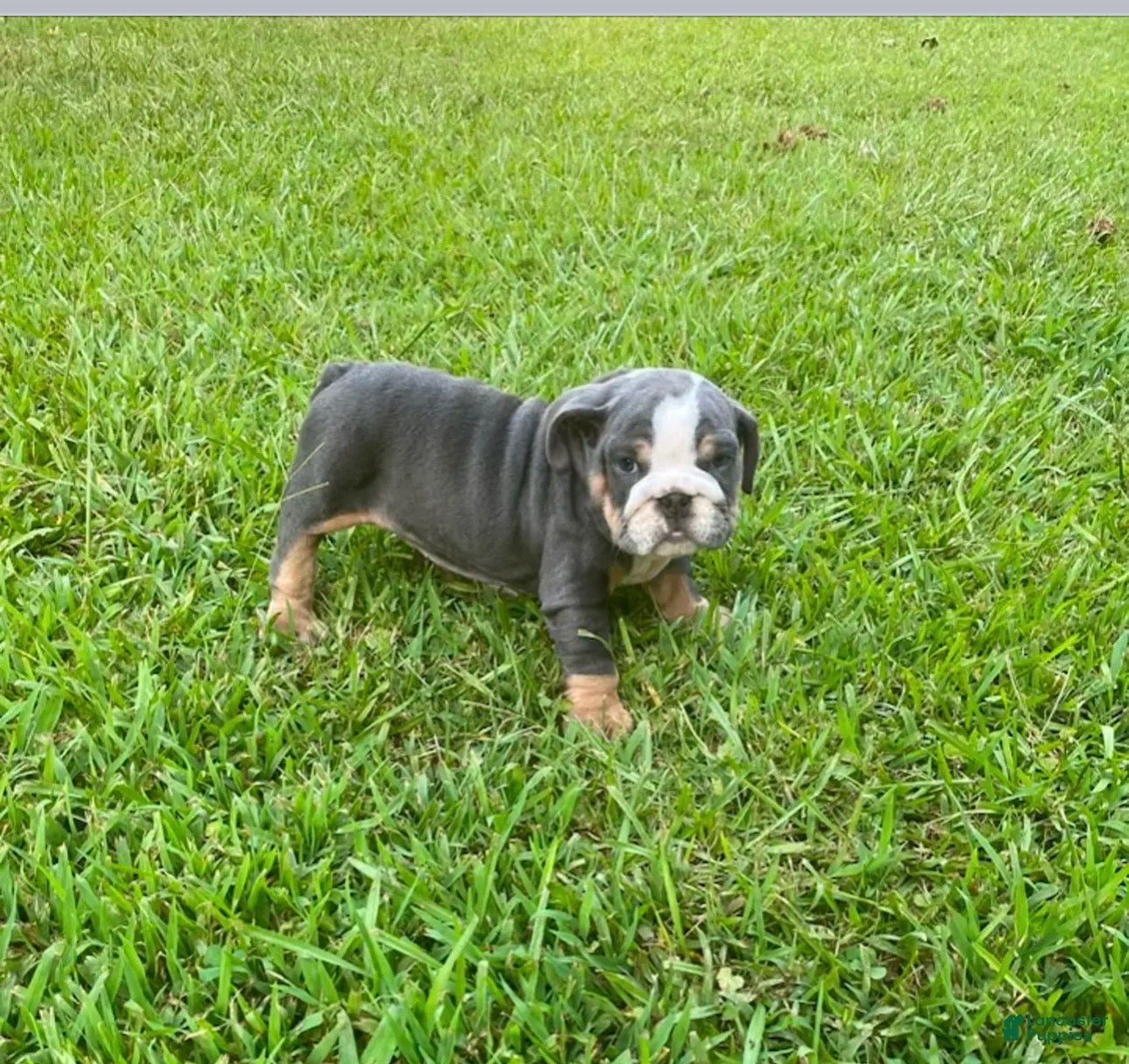 English Bulldog dogs Tru - Ad 4