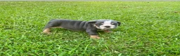 English Bulldog dogs for sale: Tru - Ad 1