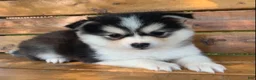 Alaskan Klee Kai dogs for sale: Beautiful Gal~~Charise! - Ad 2