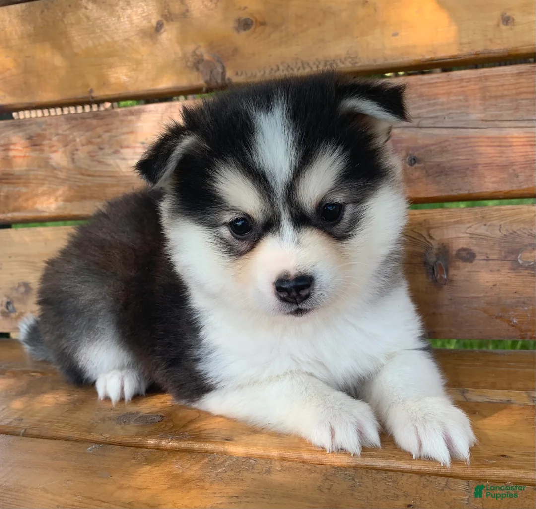 Alaskan Klee Kai dogs for sale: Beautiful Gal~~Charise! - Ad 2