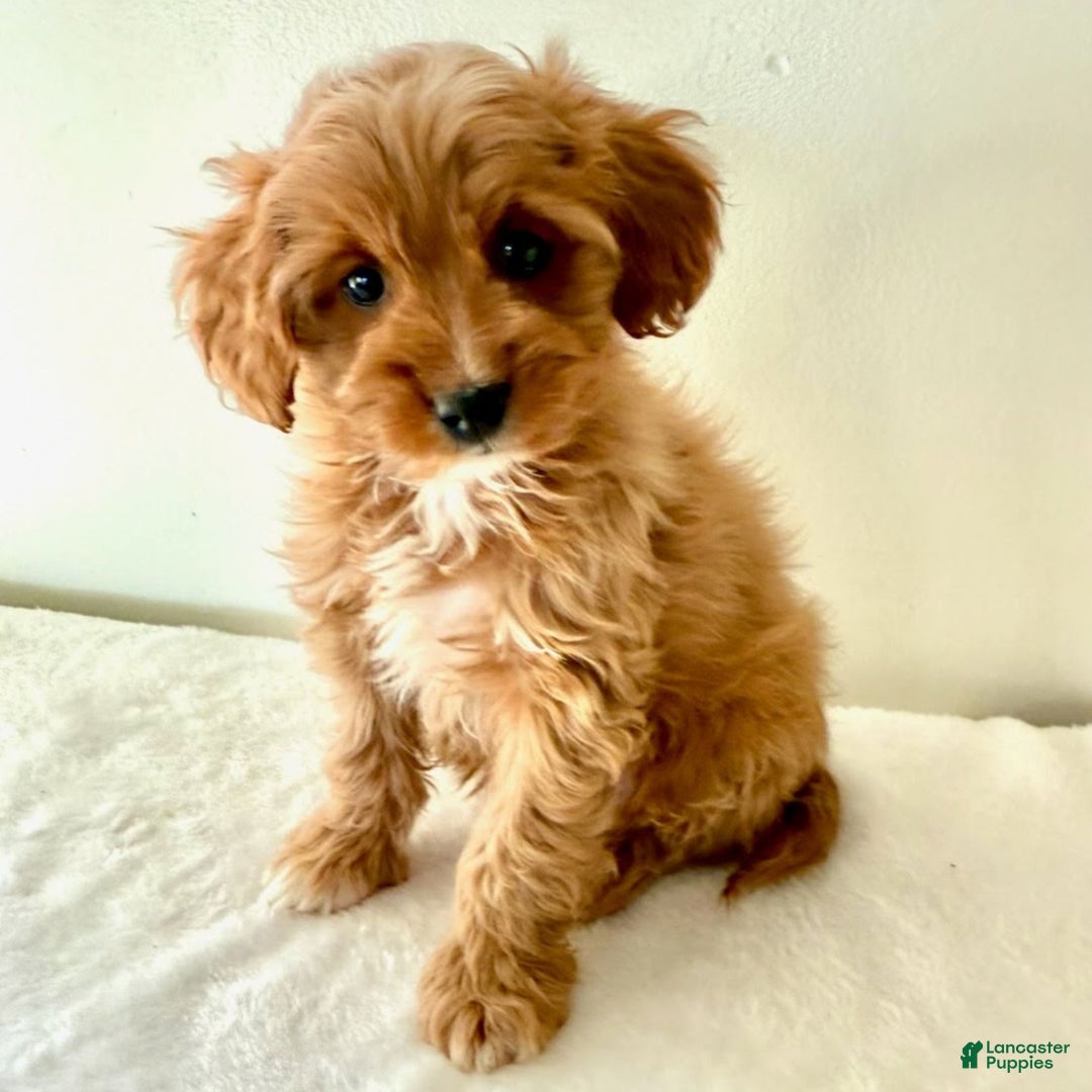 Cavapoo dogs for sale: Sandra  - Ad 3