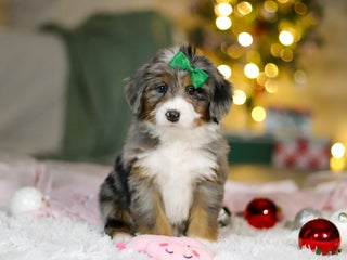 Mini Bernedoodle dogs Taylor - Ad 1