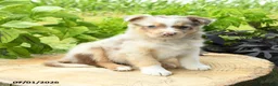 Australian Shepherd dogs for sale: Primrose - Ad 1