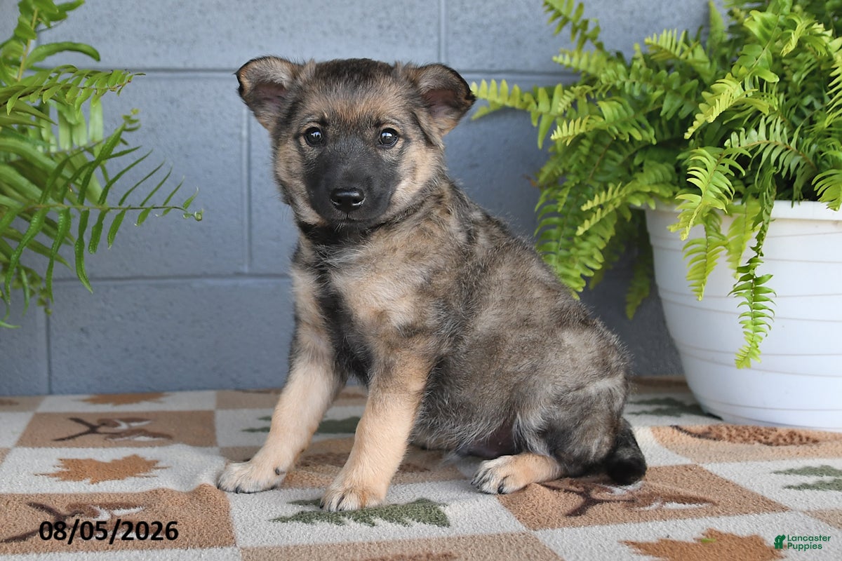 Mixed Breed dogs Wilbur - Ad 1