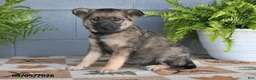 Mixed Breed dogs for sale: Wilbur - Ad 1