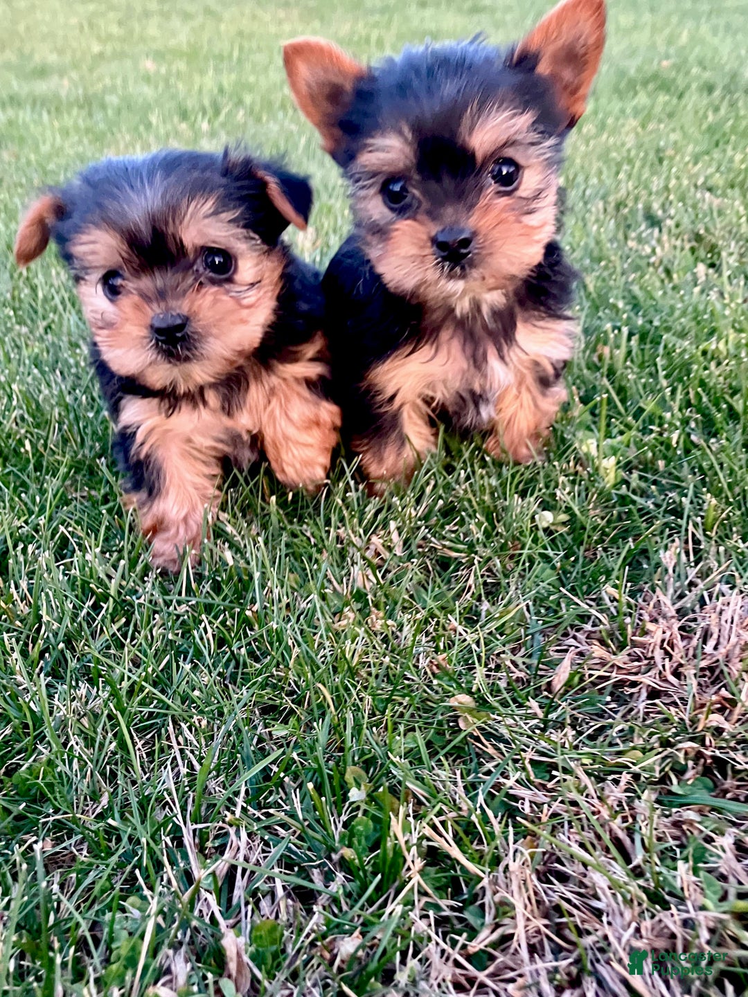 Yorkshire Terrier dogs for sale: Belle - Ad 14