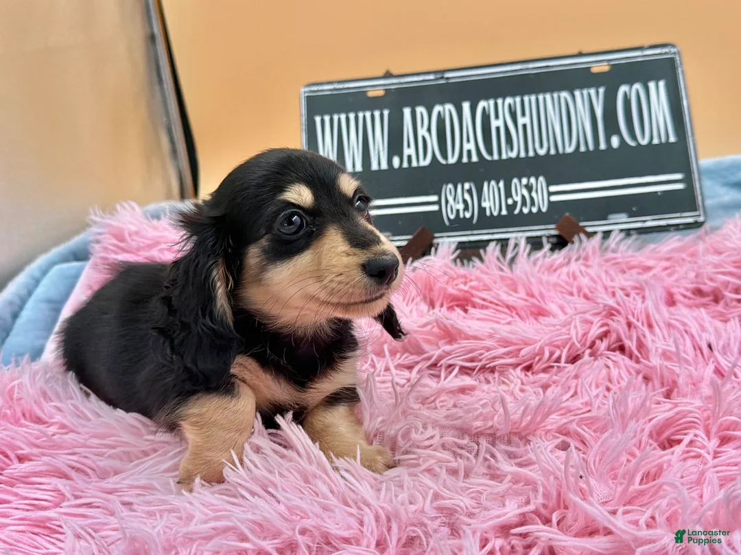 Miniature Dachshund dogs for sale: Carrie’s chocolate  will be 6 lbs - Ad 2