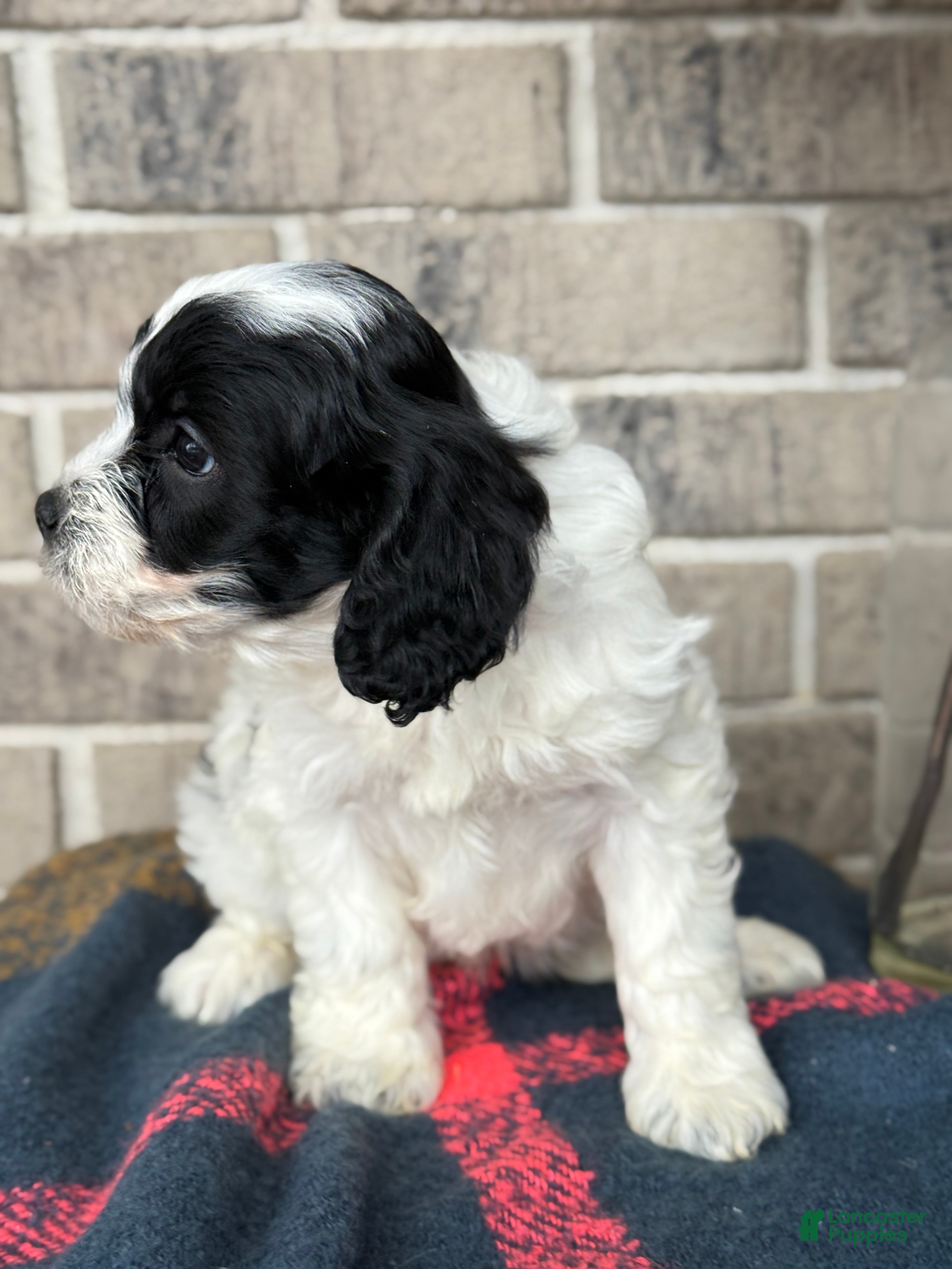 Cavapoo dogs Kip - Ad 2