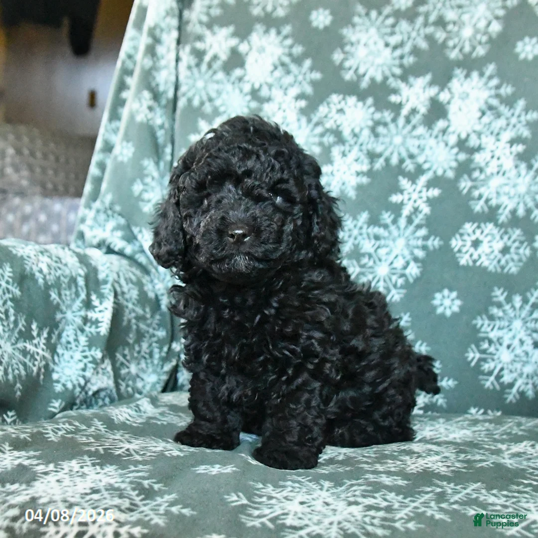 Toy Poodle dogs for sale: Pepper - Ad 2
