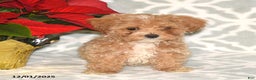 Maltipoo dogs for sale: Noel - Ad 3
