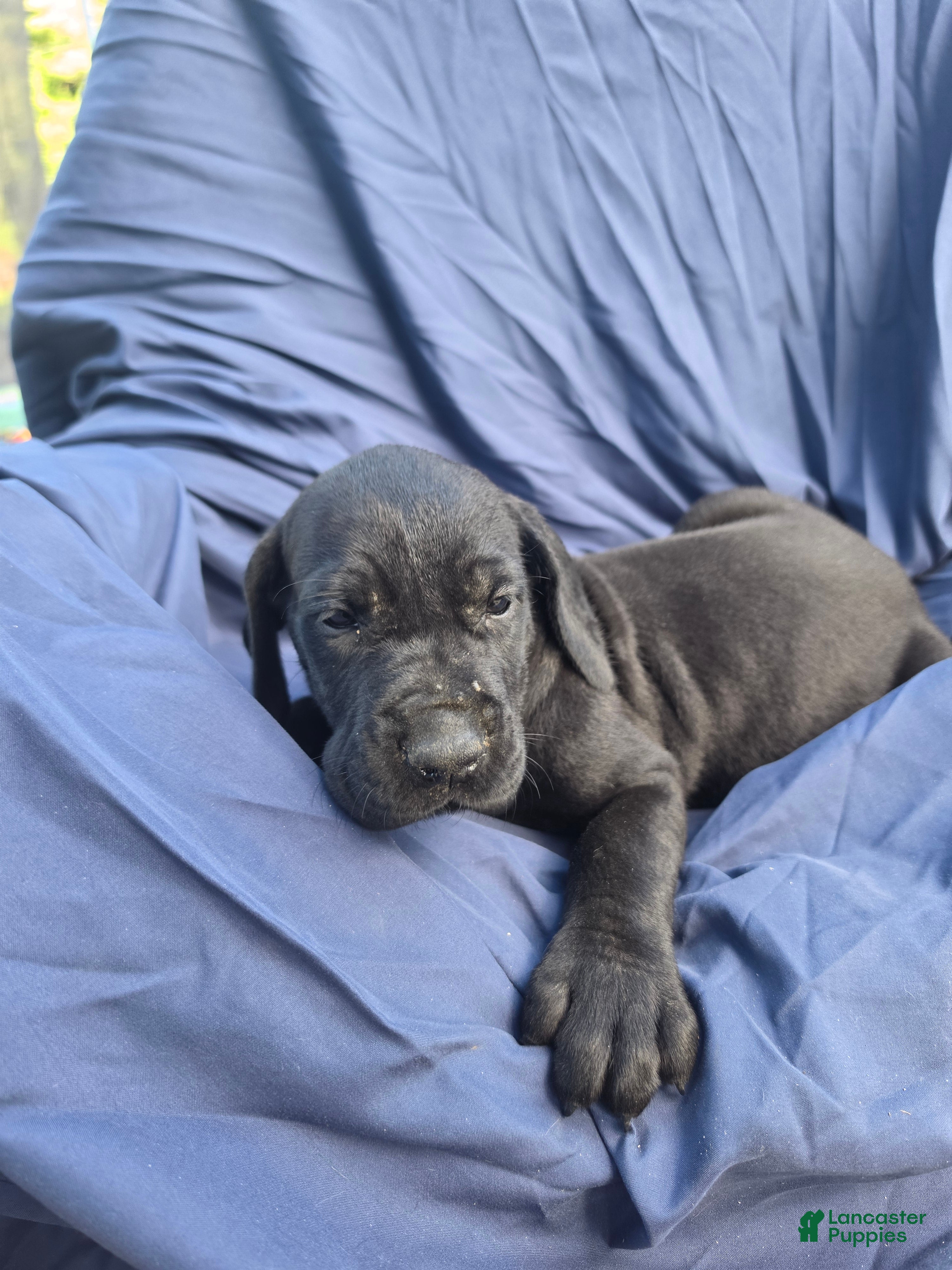Great Dane dogs Mellie - Ad 40
