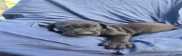 Great Dane dogs for sale: Mellie - Ad 1