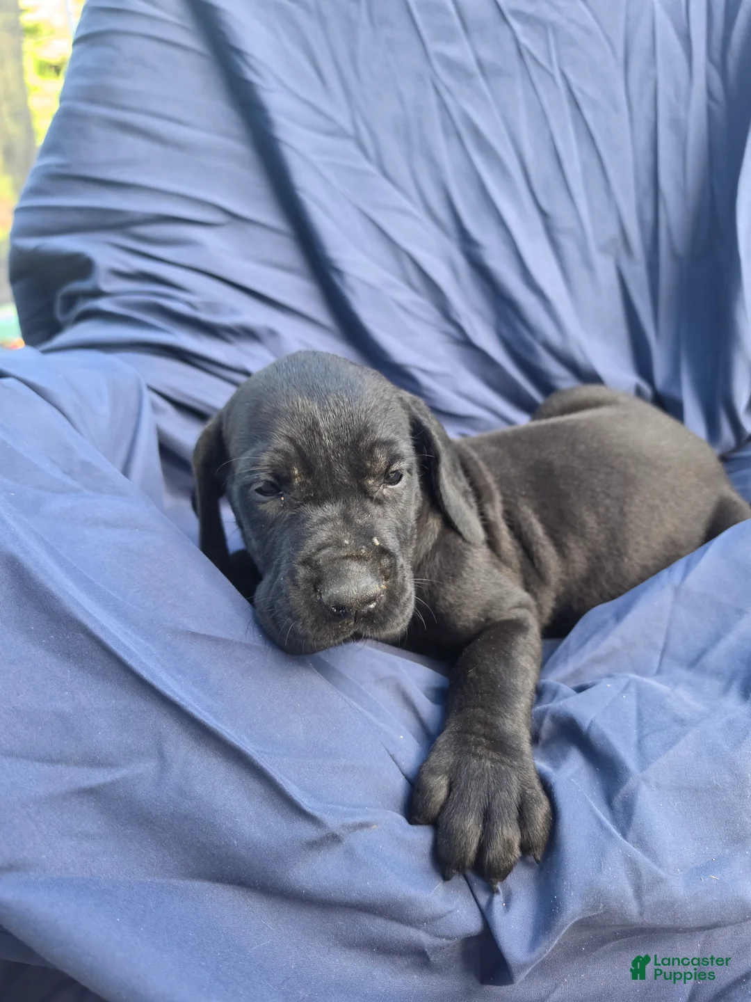 Great Dane dogs for sale: Mellie - Ad 1