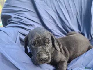 Great Dane dogs Mellie - Ad 14