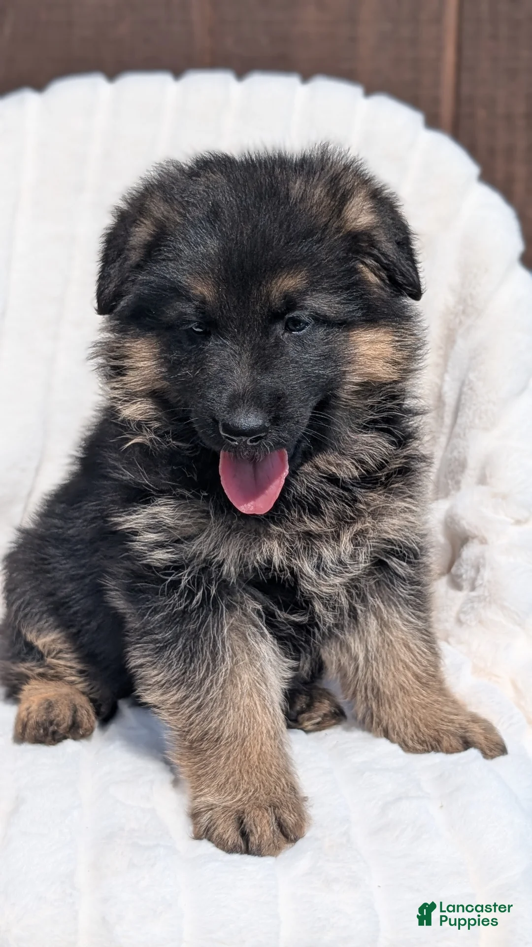 German Shepherd dogs for sale: Zeus - Ad 2