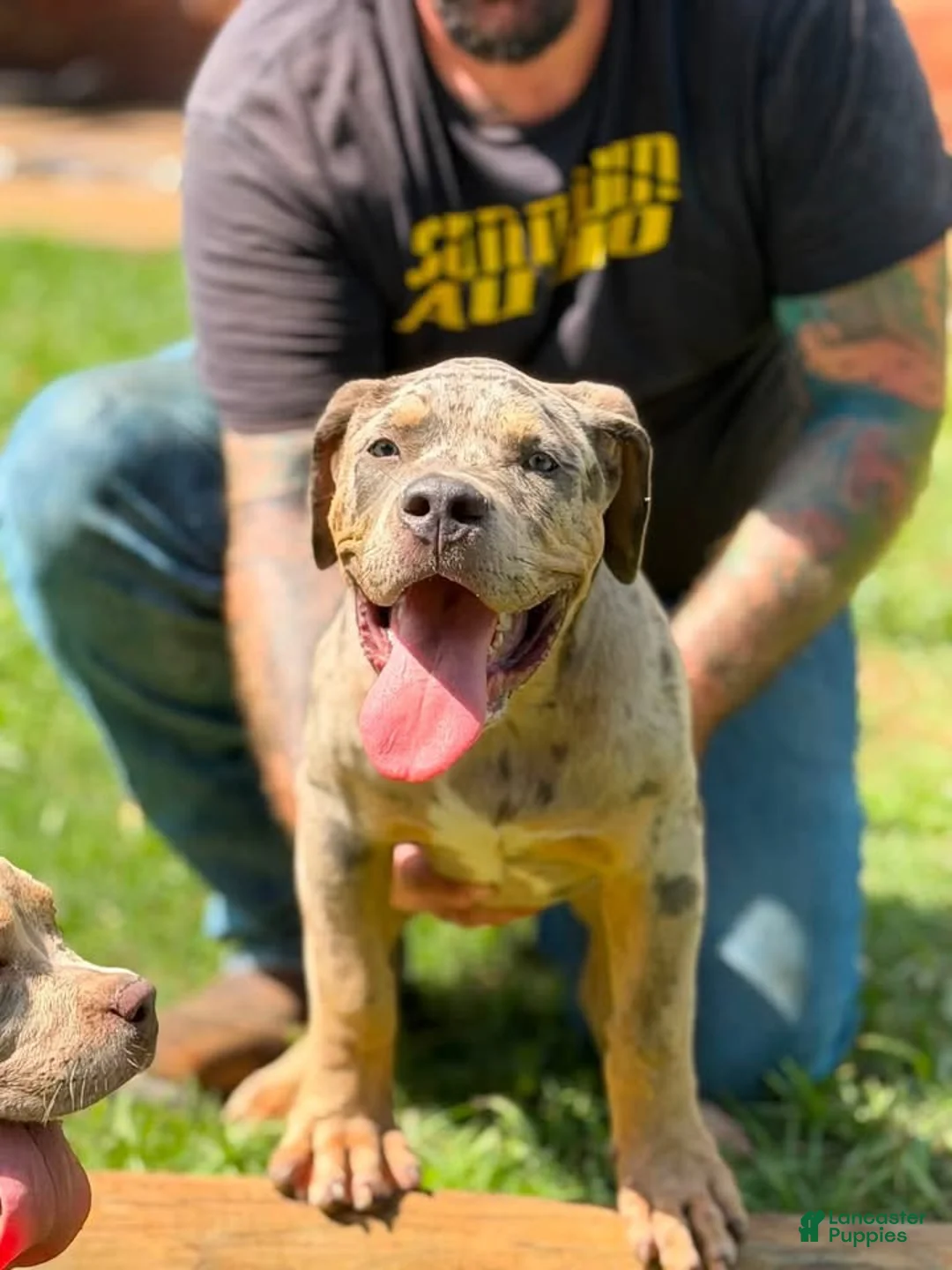 American Bully dogs for sale: American Bully 3 - Ad 2