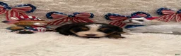 Bernese Mountain Dog dogs for sale: Hannah - Ad 17