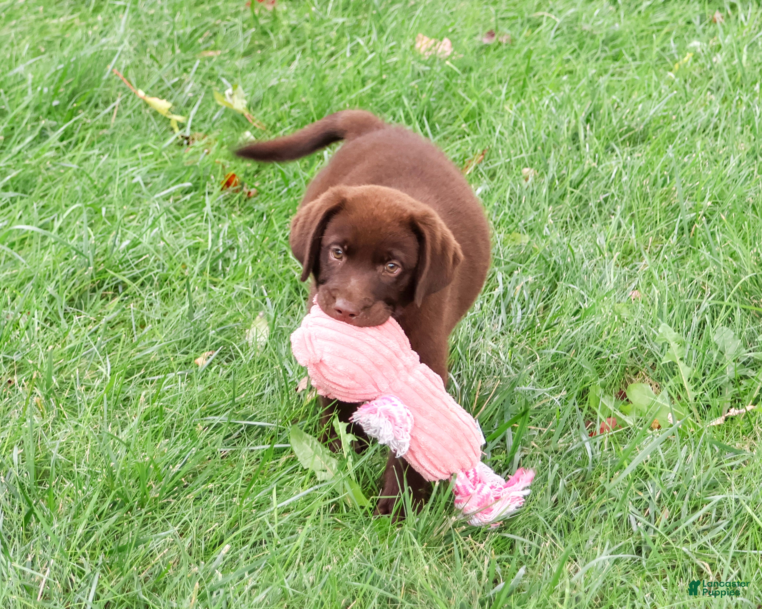 Labrador Retriever dogs Tootsie - Ad 2