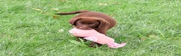 Labrador Retriever dogs for sale: Tootsie - Ad 2