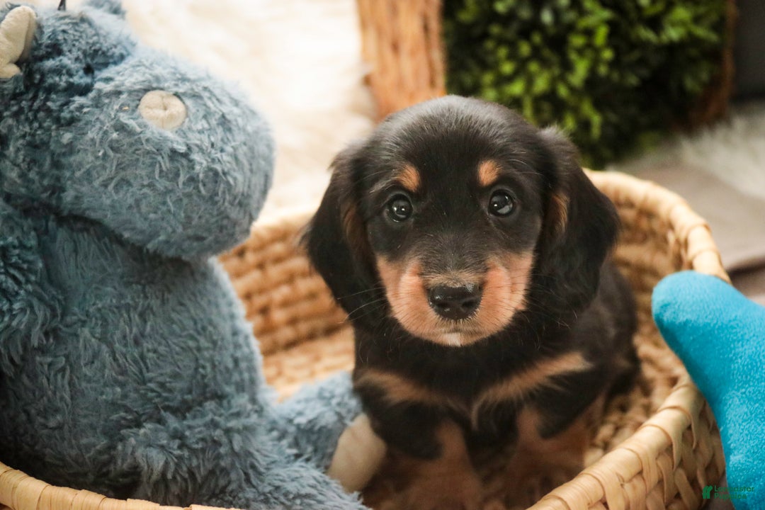 Miniature Dachshund dogs for sale: Cocoa - Ad 4