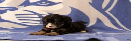 Mini Bernedoodle dogs for sale: Emmery - Ad 4