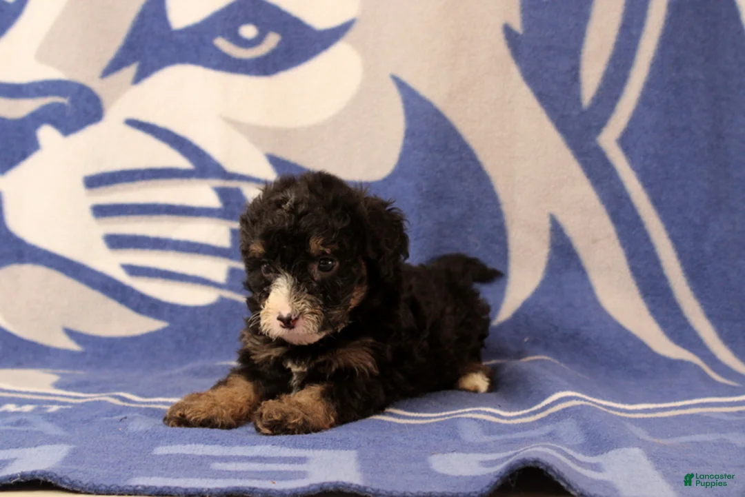 Mini Bernedoodle dogs for sale: Emmery - Ad 4