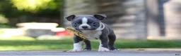 Boston Terrier dogs for sale: Russell - Ad 2