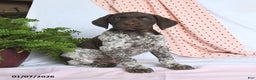 German Shorthaired Pointer dogs for sale: Archie - Ad 1