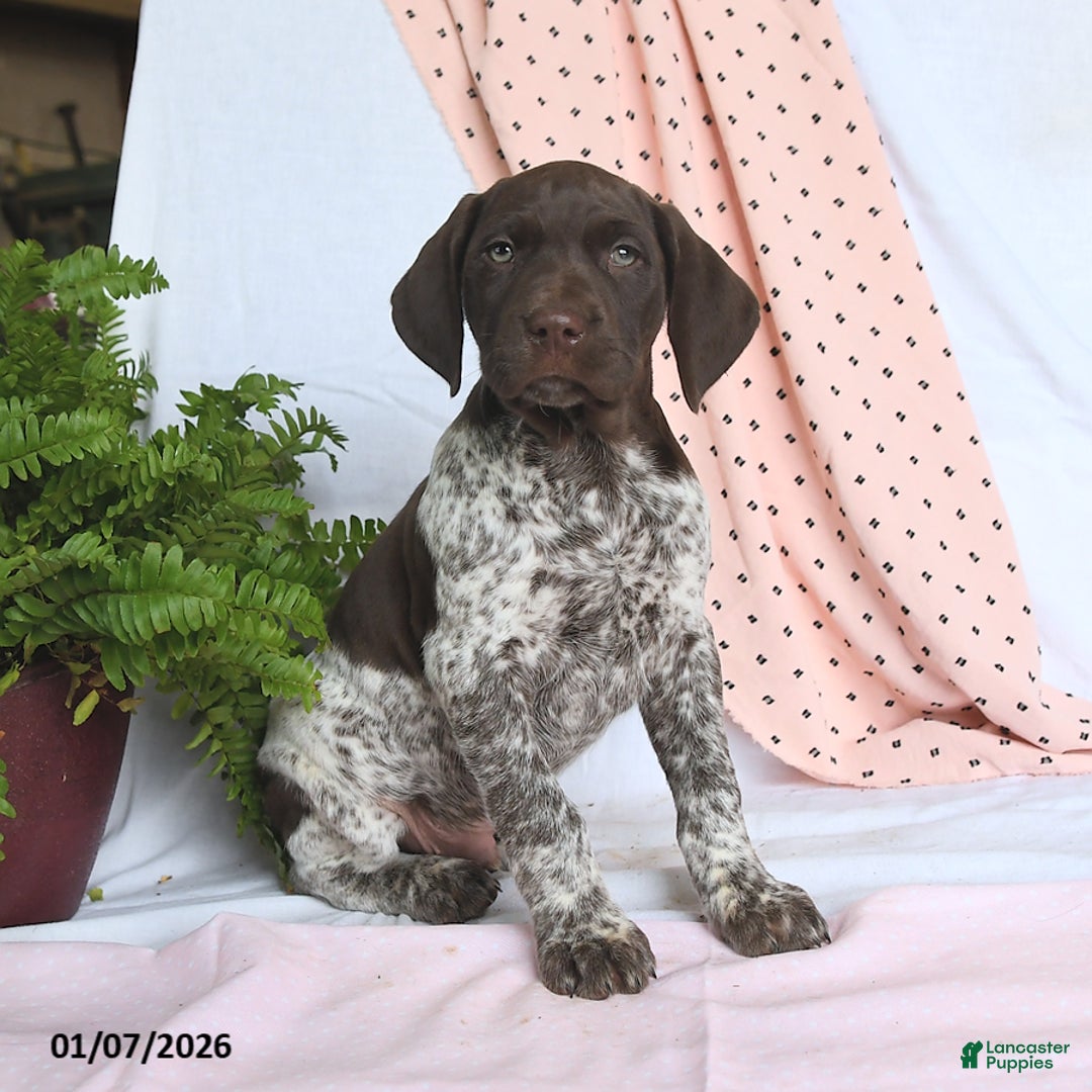 German Shorthaired Pointer dogs for sale: Archie - Ad 1