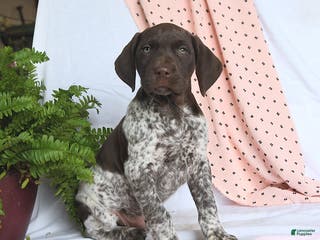 German Shorthaired Pointer dogs Archie - Ad 12