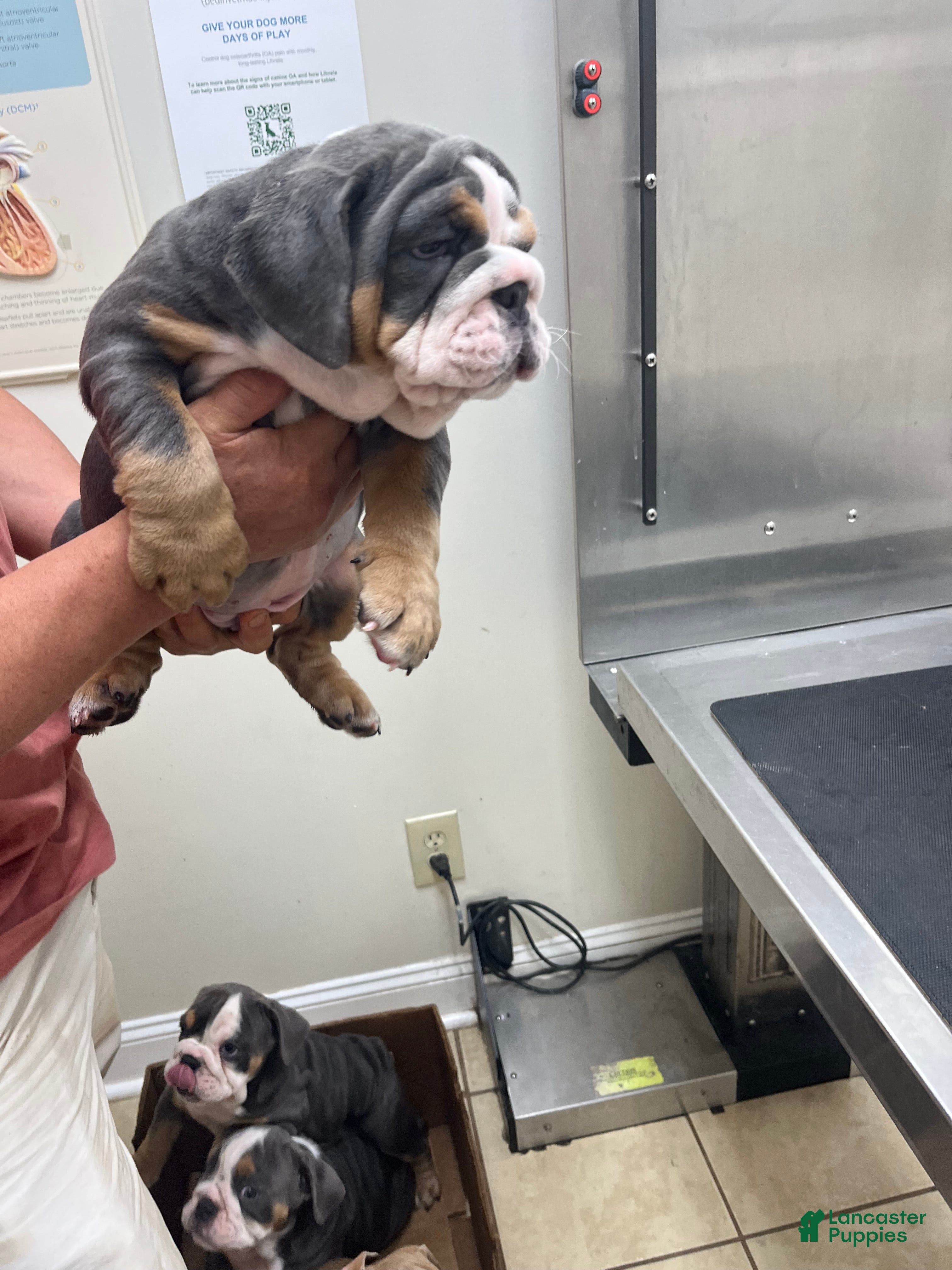 English Bulldog dogs for sale: English Bulldog Puppy 3 - Ad 3