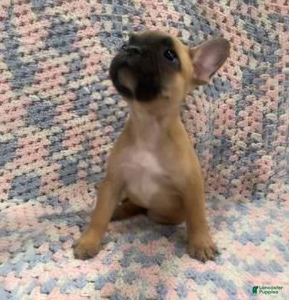 French Bulldog dogs Noodle - Ad 35