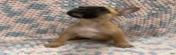 French Bulldog dogs for sale: Noodle - Ad 1