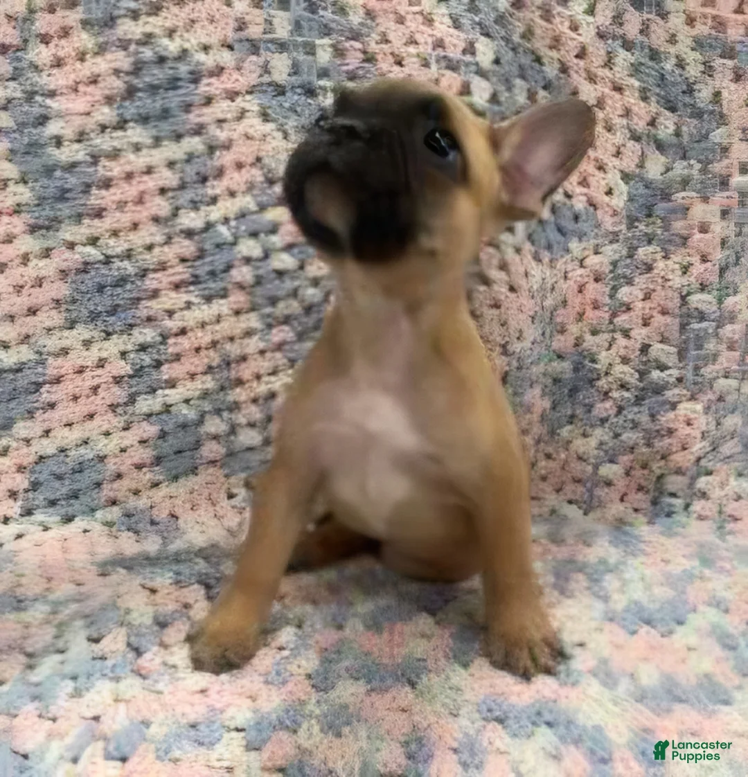 French Bulldog dogs for sale: Noodle - Ad 1