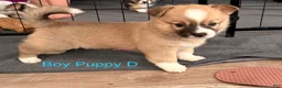 Mixed Breed dogs for sale: Spud - Ad 2