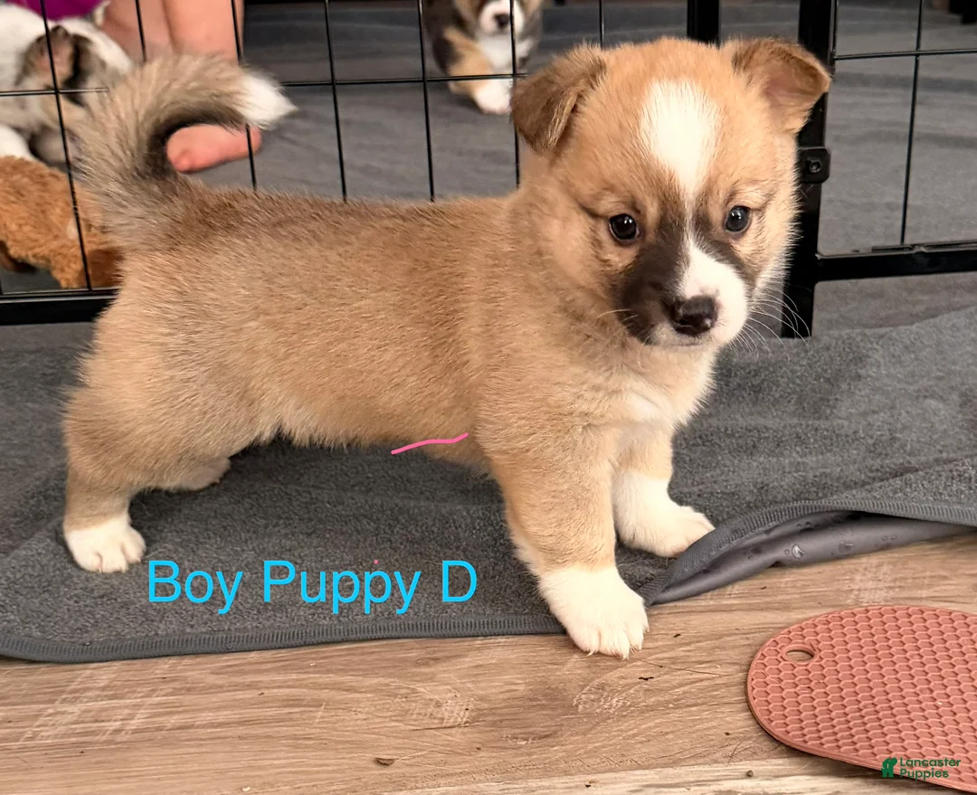 Mixed Breed dogs for sale: Spud - Ad 2