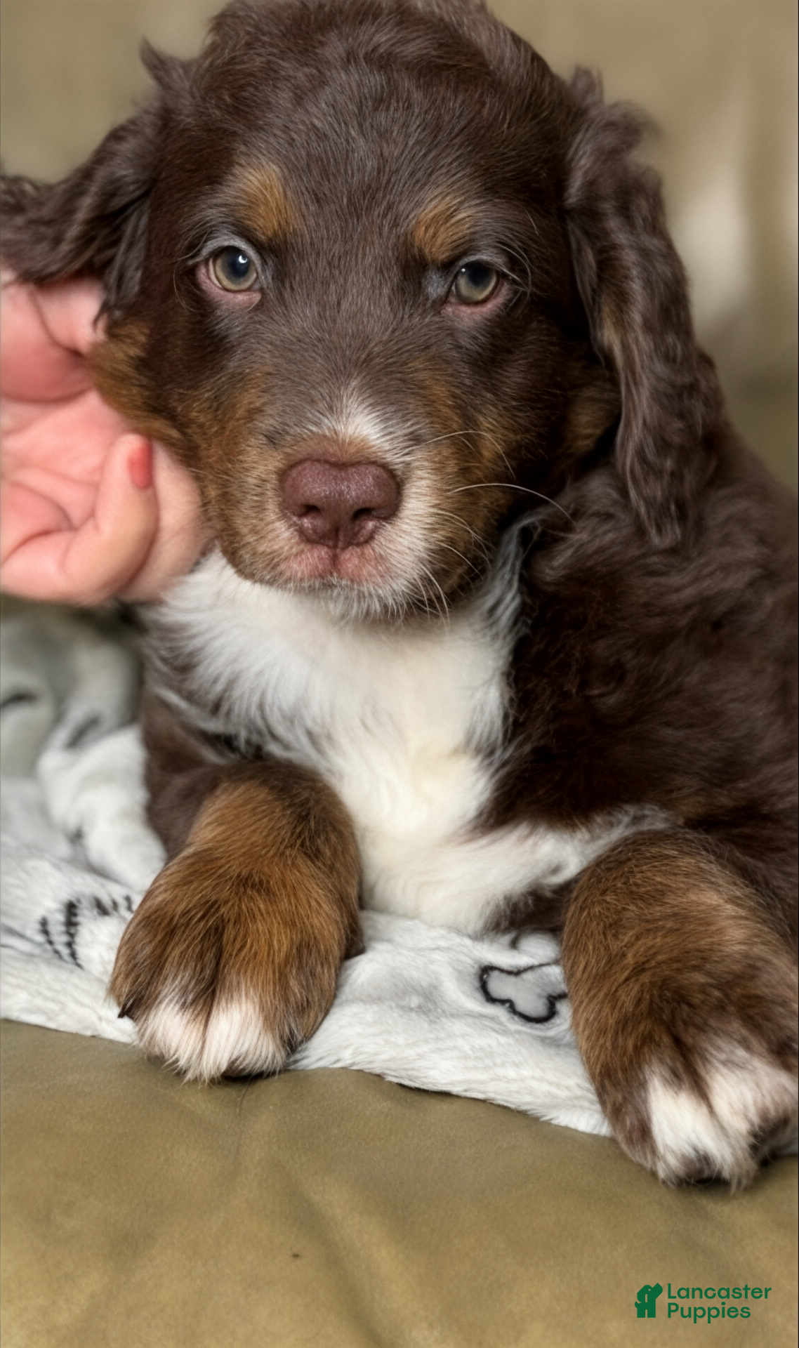 Aussiedoodle dogs Teddy - Ad 18