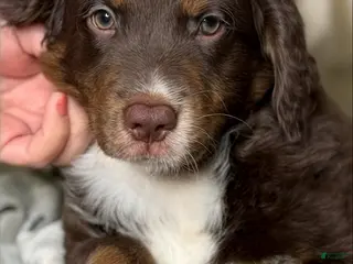 Aussiedoodle dogs Teddy - Ad 22