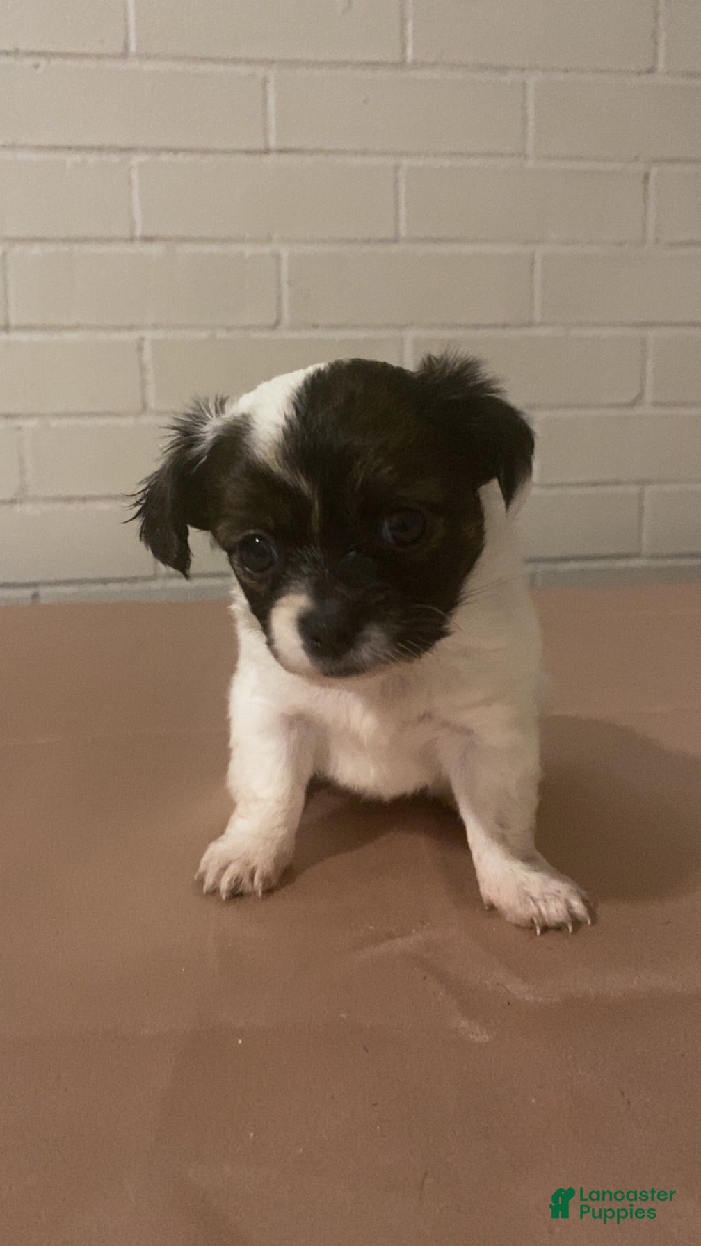 Mixed Breed dogs Mixed Breed Puppy 2 - Ad 35