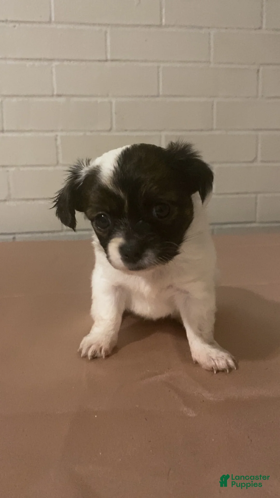 Mixed Breed dogs for sale: Mixed Breed Puppy 2 - Ad 1