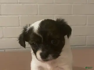 Mixed Breed dogs Mixed Breed Puppy 2 - Ad 2