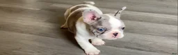 French Bulldog dogs for sale: Butler - Ad 7