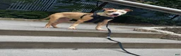 American Pit Bull Terrier dogs for sale: American Pit Bull Terrier  - Ad 6
