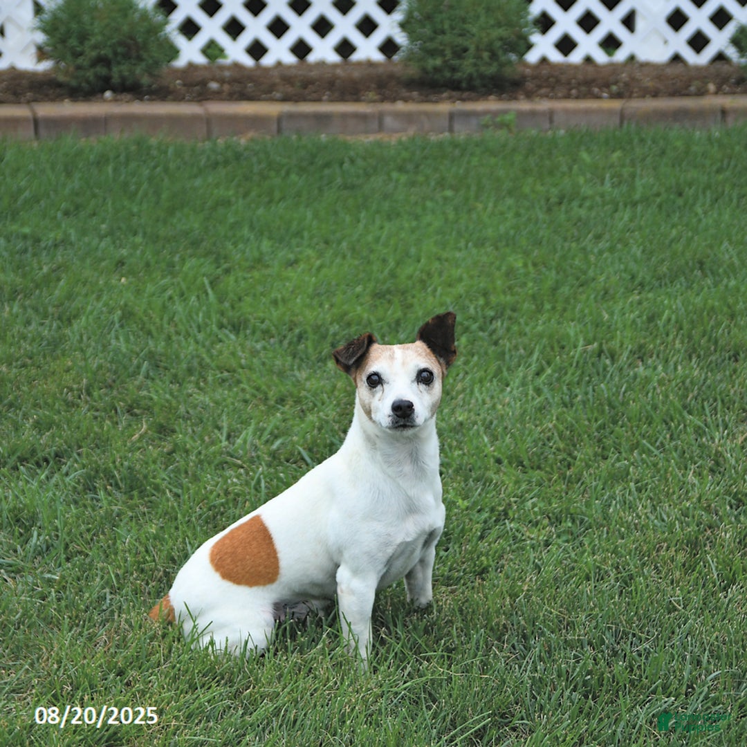 Jack Russell Terrier dogs for sale: Lewis - Ad 5