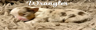 Australian Shepherd 2