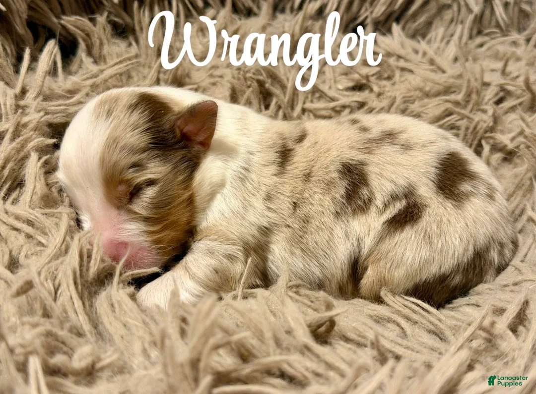 Australian Shepherd dogs for sale: Australian Shepherd 2 - Ad 1