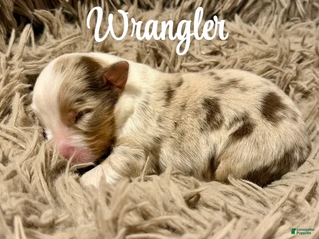 Australian Shepherd dogs for sale: Australian Shepherd 2 - Ad 7