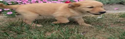 Golden Retriever dogs for sale: Costello - Ad 6