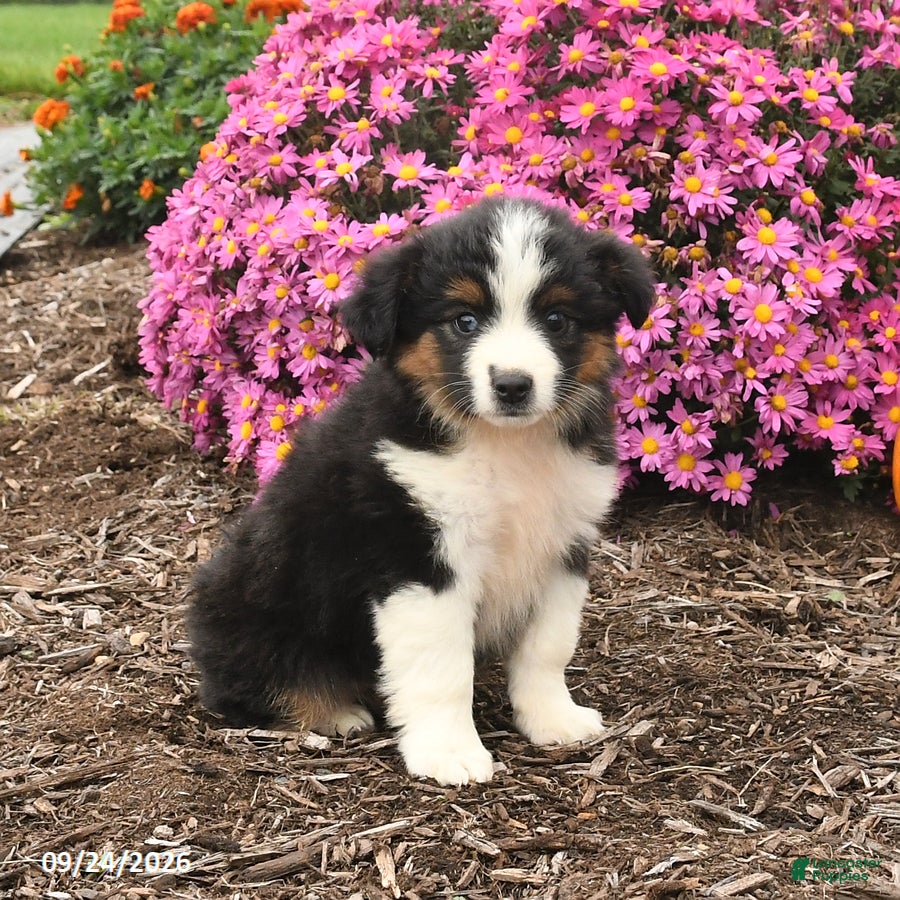 Miniature Australian Shepherd dogs Jasmine - Ad 2